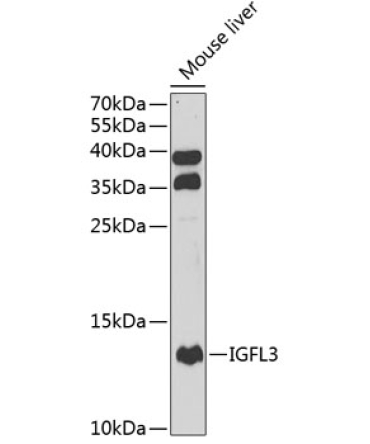 IGFL3 Rabbit Polyclonal Antibody