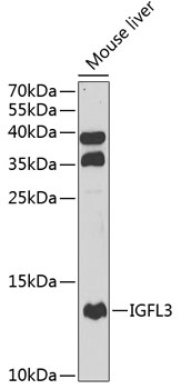 IGFL3 Rabbit Polyclonal Antibody