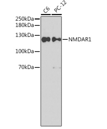 NMDAR1 Rabbit Polyclonal Antibody