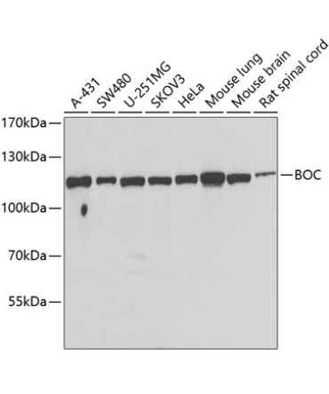 BOC Rabbit Polyclonal Antibody