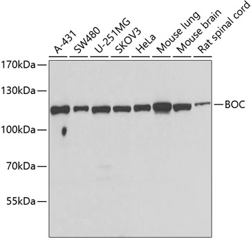 BOC Rabbit Polyclonal Antibody