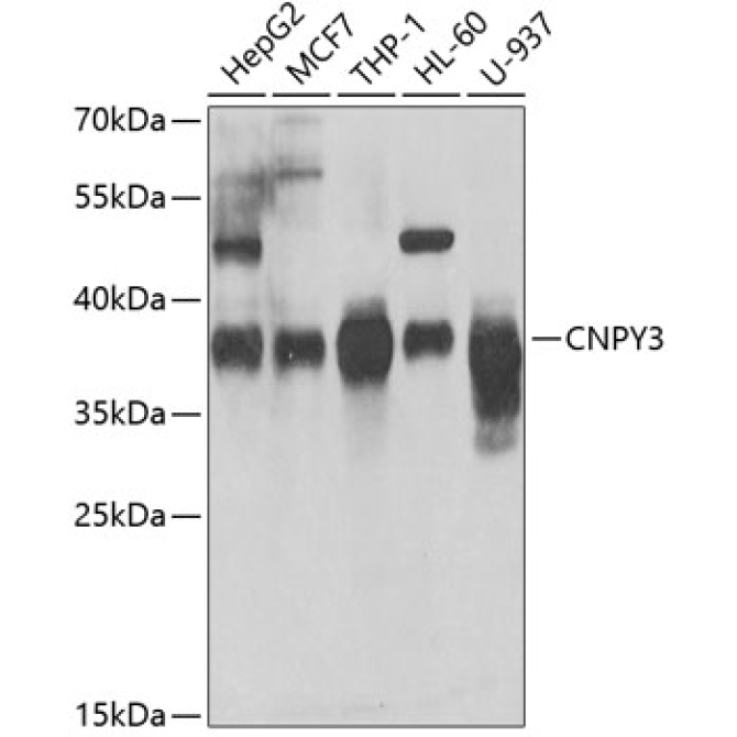 CNPY3 Rabbit Polyclonal Antibody