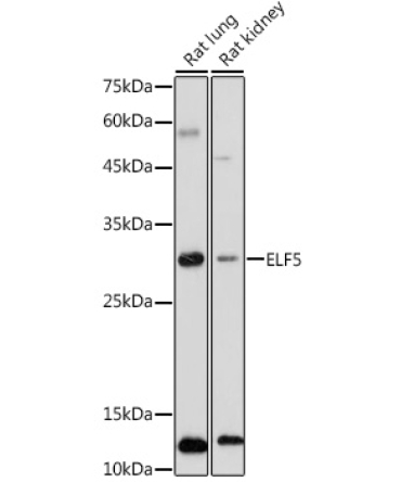 ELF5 Rabbit Polyclonal Antibody