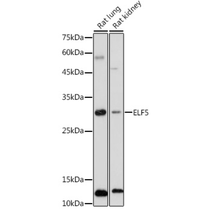 ELF5 Rabbit Polyclonal Antibody