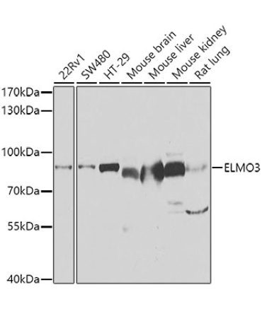 ELMO3 Rabbit Polyclonal Antibody