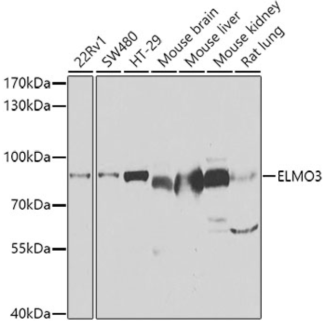 ELMO3 Rabbit Polyclonal Antibody