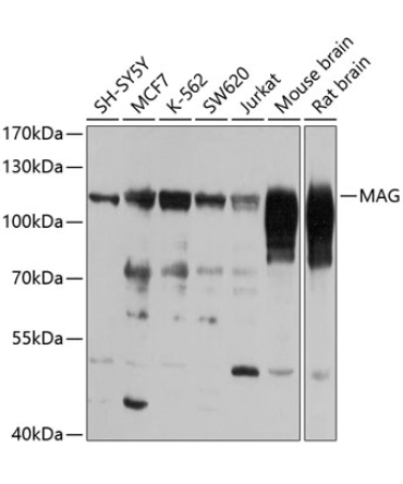 MAG Rabbit Polyclonal Antibody
