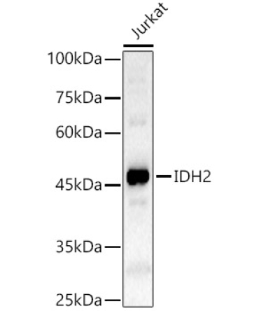 IDH2 Rabbit Polyclonal Antibody