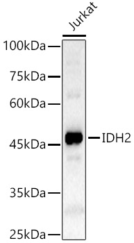 IDH2 Rabbit Polyclonal Antibody