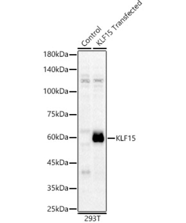 KLF15 Rabbit Polyclonal Antibody