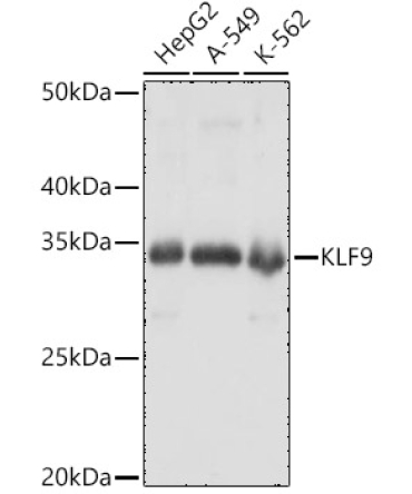 KLF9 Rabbit Polyclonal Antibody
