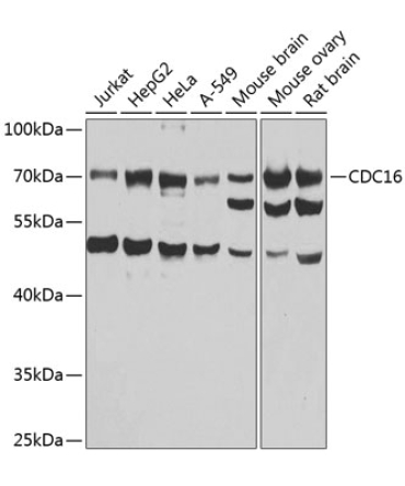 CDC16 Rabbit Polyclonal Antibody