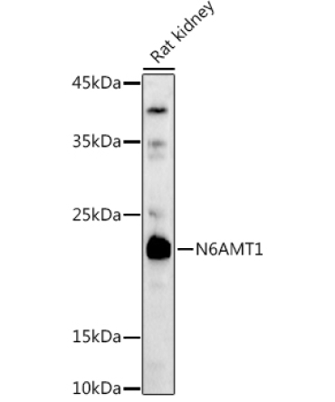 N6AMT1/HEMK2 Rabbit Polyclonal Antibody