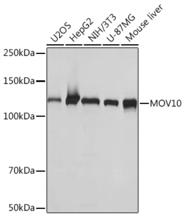 MOV10 Rabbit Monoclonal Antibody