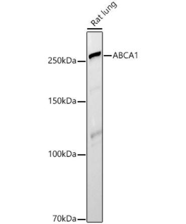 ABCA1 Rabbit Polyclonal Antibody