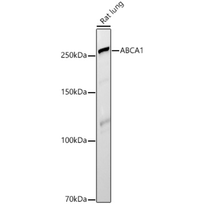 ABCA1 Rabbit Polyclonal Antibody