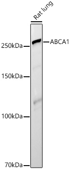 ABCA1 Rabbit Polyclonal Antibody