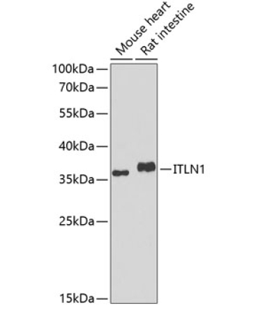 ITLN1 Rabbit Polyclonal Antibody
