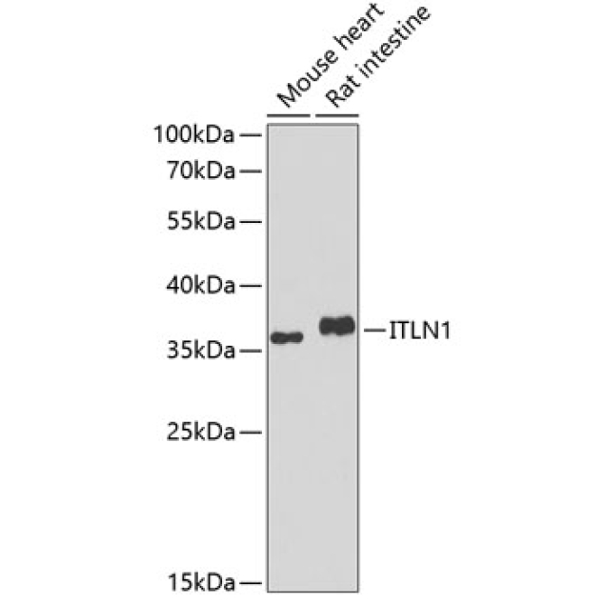 ITLN1 Rabbit Polyclonal Antibody