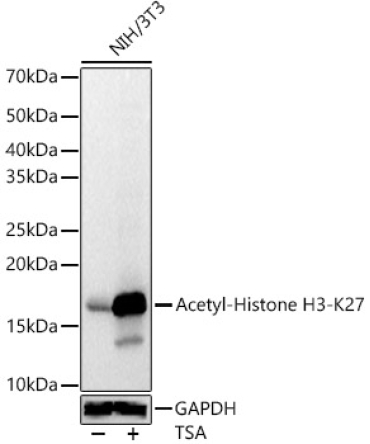 Acetyl-Histone H3-K27 Rabbit Polyclonal Antibody