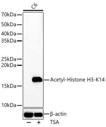 Acetyl-Histone H3-K14 Rabbit Polyclonal Antibody