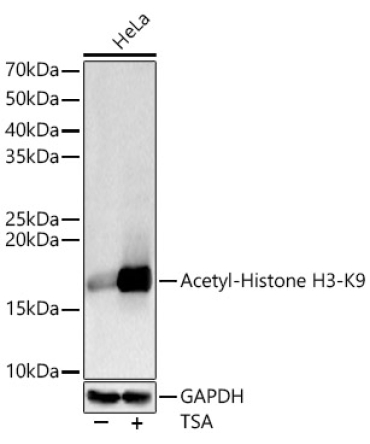 Acetyl-Histone H3-K9 Rabbit Polyclonal Antibody