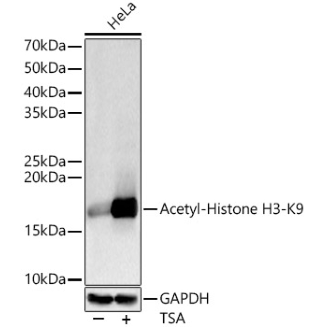 Acetyl-Histone H3-K9 Rabbit Polyclonal Antibody