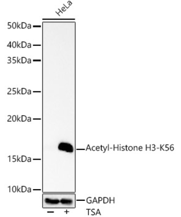 Acetyl-Histone H3-K56 Rabbit Polyclonal Antibody