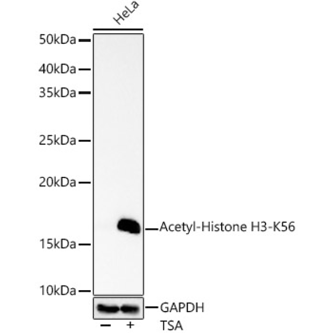Acetyl-Histone H3-K56 Rabbit Polyclonal Antibody