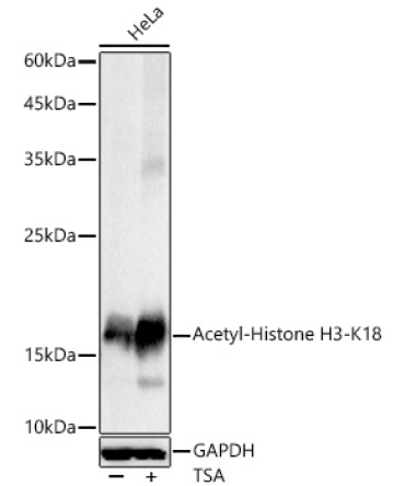 Acetyl-Histone H3-K18 Rabbit Polyclonal Antibody