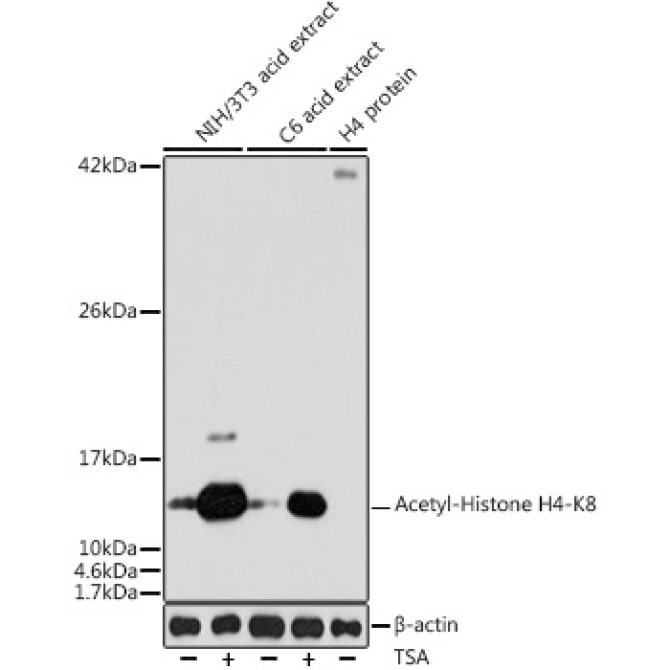 Acetyl-Histone H4-K8 Rabbit Polyclonal Antibody