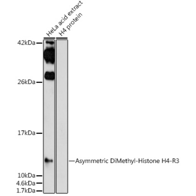 Asymmetric DiMethyl-Histone H4-R3 Rabbit Polyclonal Antibody