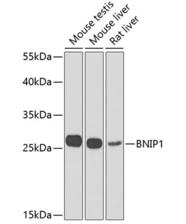 BNIP1 Rabbit Polyclonal Antibody