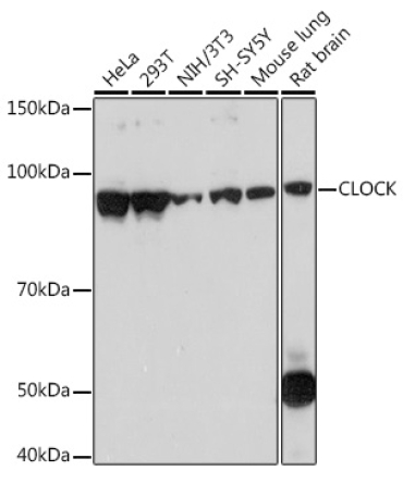 CLOCK Rabbit Monoclonal Antibody
