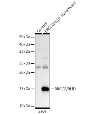 BRCC2/BLID Rabbit Polyclonal Antibody