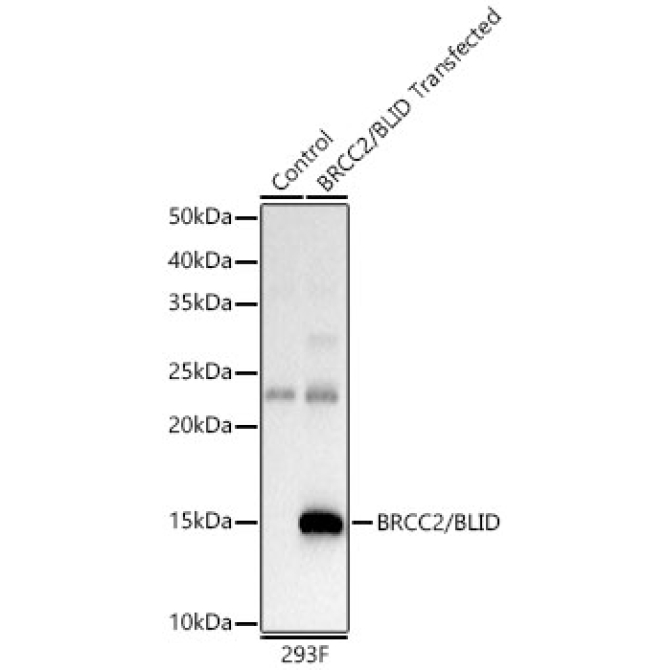 BRCC2/BLID Rabbit Polyclonal Antibody