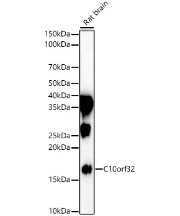 C10orf32 Rabbit Polyclonal Antibody
