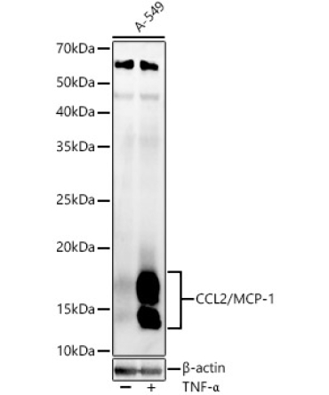 CCL2/MCP-1 Rabbit Polyclonal Antibody