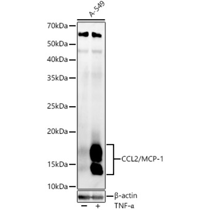 CCL2/MCP-1 Rabbit Polyclonal Antibody