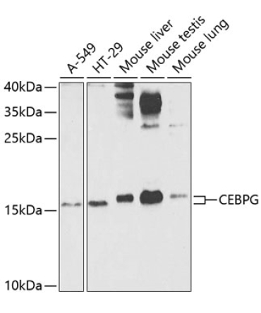 CEBPG Rabbit Polyclonal Antibody