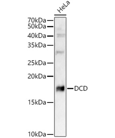 DCD Rabbit Polyclonal Antibody
