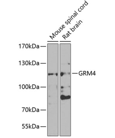 GRM4 Rabbit Polyclonal Antibody