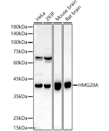 HMG20A Rabbit Polyclonal Antibody