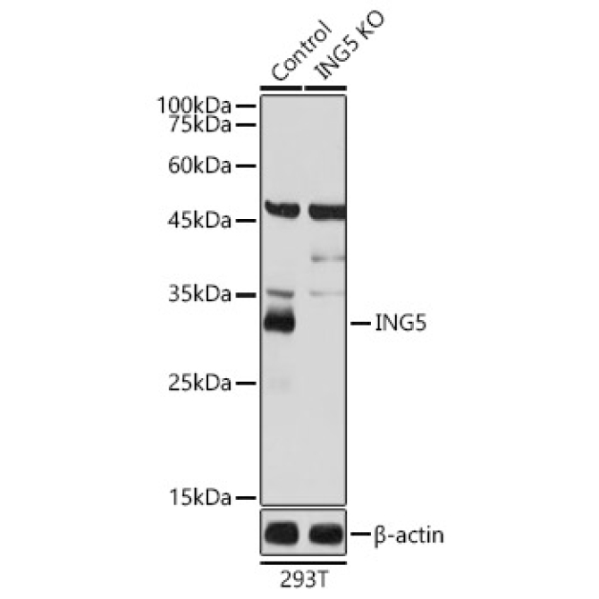 ING5 Rabbit Polyclonal Antibody [KO Validated]