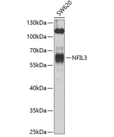 NFIL3 Rabbit Polyclonal Antibody