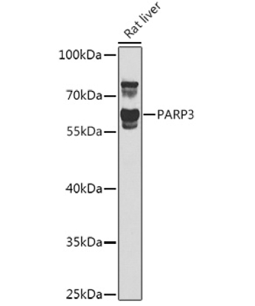 PARP3 Rabbit Polyclonal Antibody
