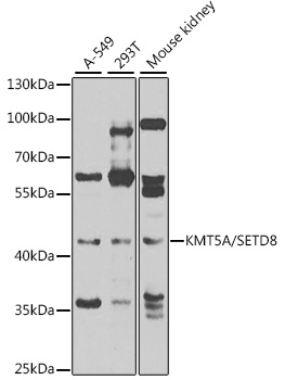 KMT5A/SETD8 Rabbit Polyclonal Antibody