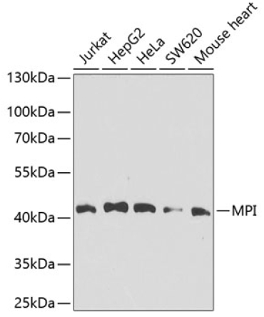 MPI Rabbit Polyclonal Antibody