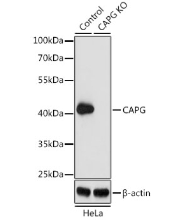 CAPG Rabbit Polyclonal Antibody [KO Validated]
