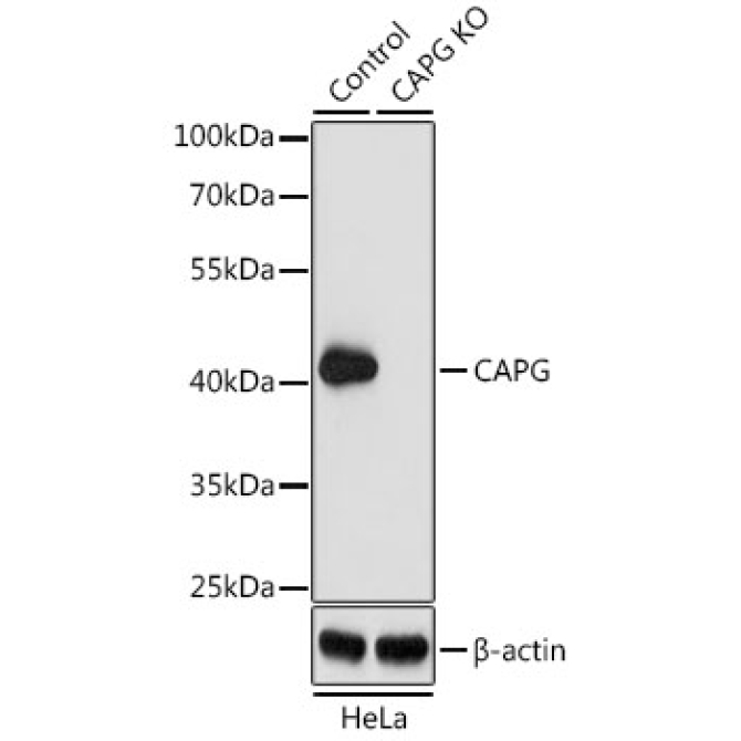 CAPG Rabbit Polyclonal Antibody [KO Validated]
